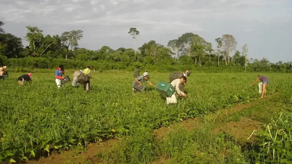 Agricultura familiar no DF move R$1 bi e abastece escolas