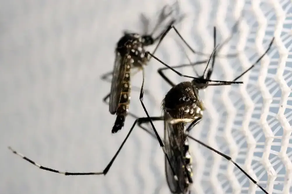 Butantan obtém aval para produzir vacina contra chikungunya