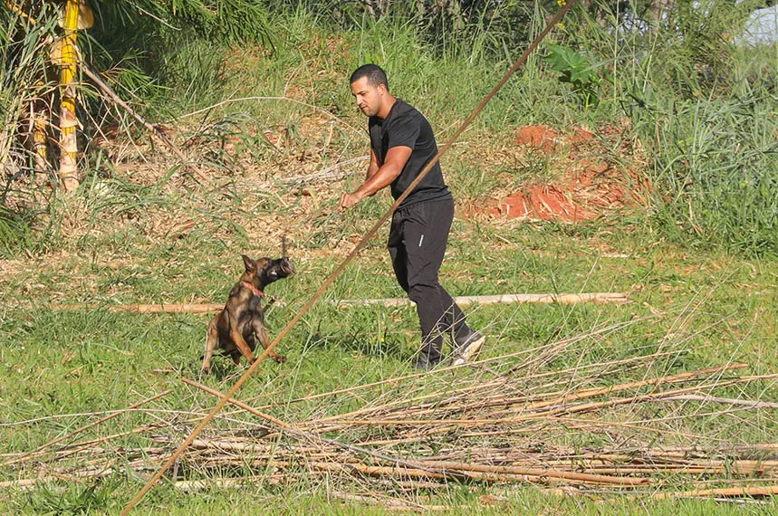 Cães com 300 mi de olfato turbinam segurança em Brasília