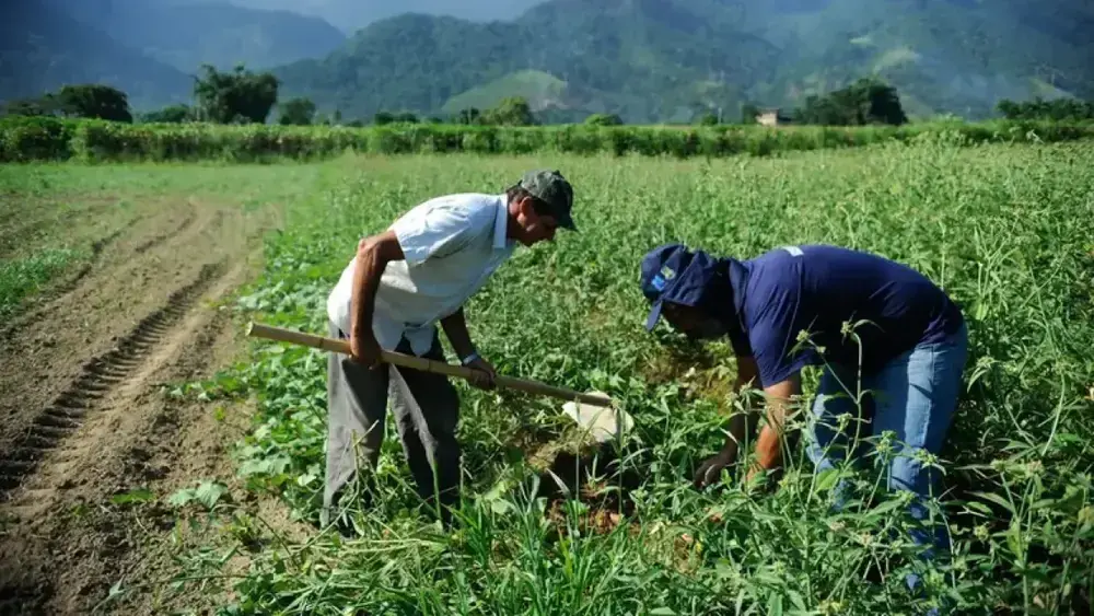 DF: saiba como regularizar ocupação de área rural
