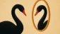 Cisne Negro: O Truque de Espelho Que Enganou Seus Olhos!