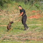 Cães com 300 mi de olfato turbinam segurança em Brasília