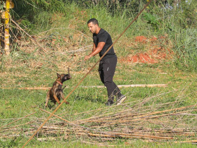 Cães com 300 mi de olfato turbinam segurança em Brasília