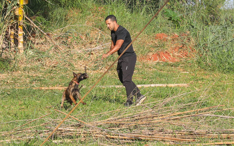 Cães com 300 mi de olfato turbinam segurança em Brasília
