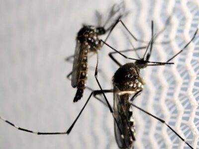 Butantan obtém aval para produzir vacina contra chikungunya