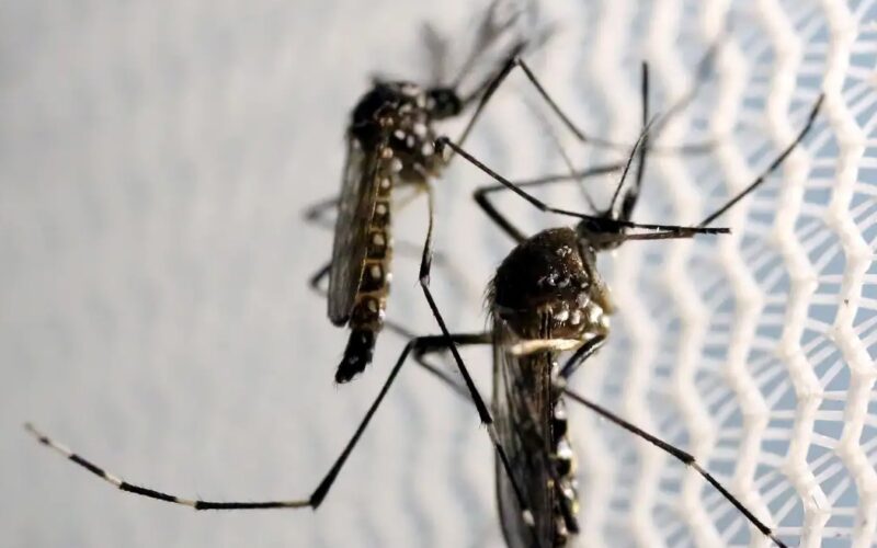 Butantan obtém aval para produzir vacina contra chikungunya