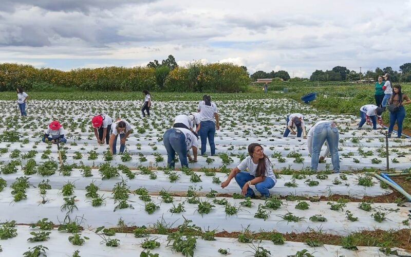 Mulheres no Campo: 100 certificadas em Brazlândia