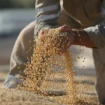 IBGE prevê safra recorde de 350,4 milhões de t em 2026